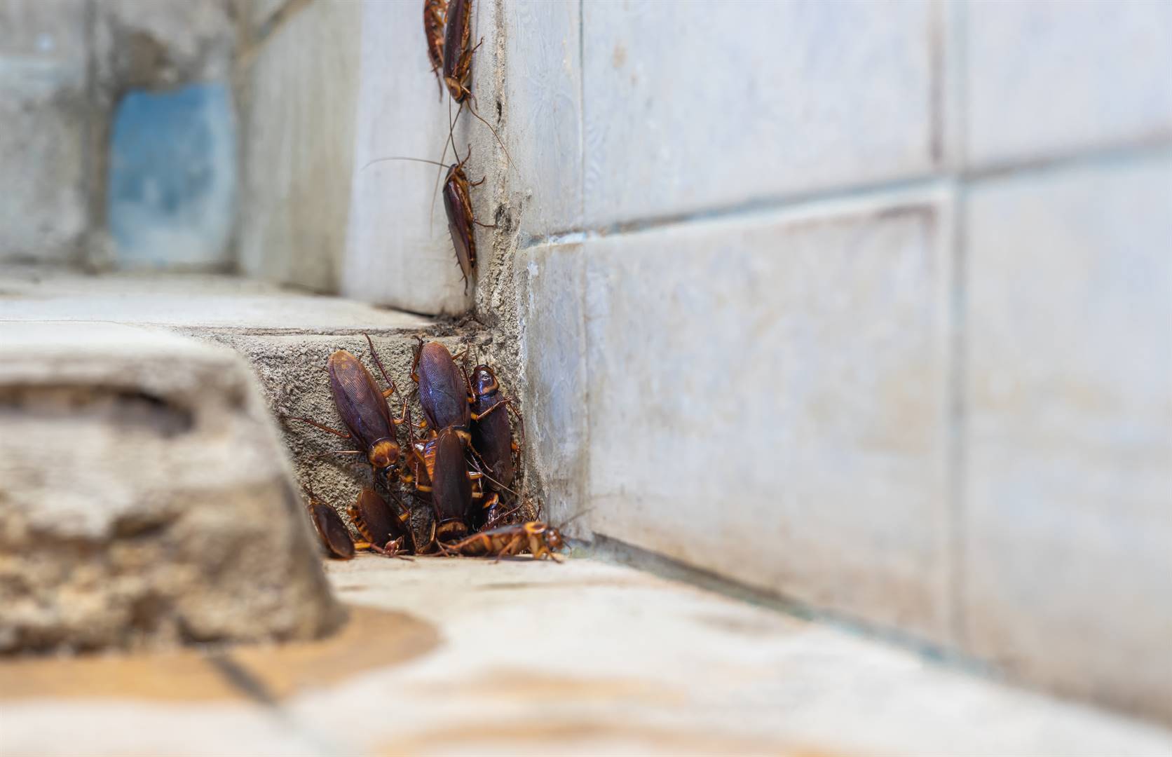  Ministers spending hundreds and thousands of rands on exterminating cockroaches is just one of the ways in which your hard-earned tax was put to use. And it’s ‘all legal.’Photo: Istock
