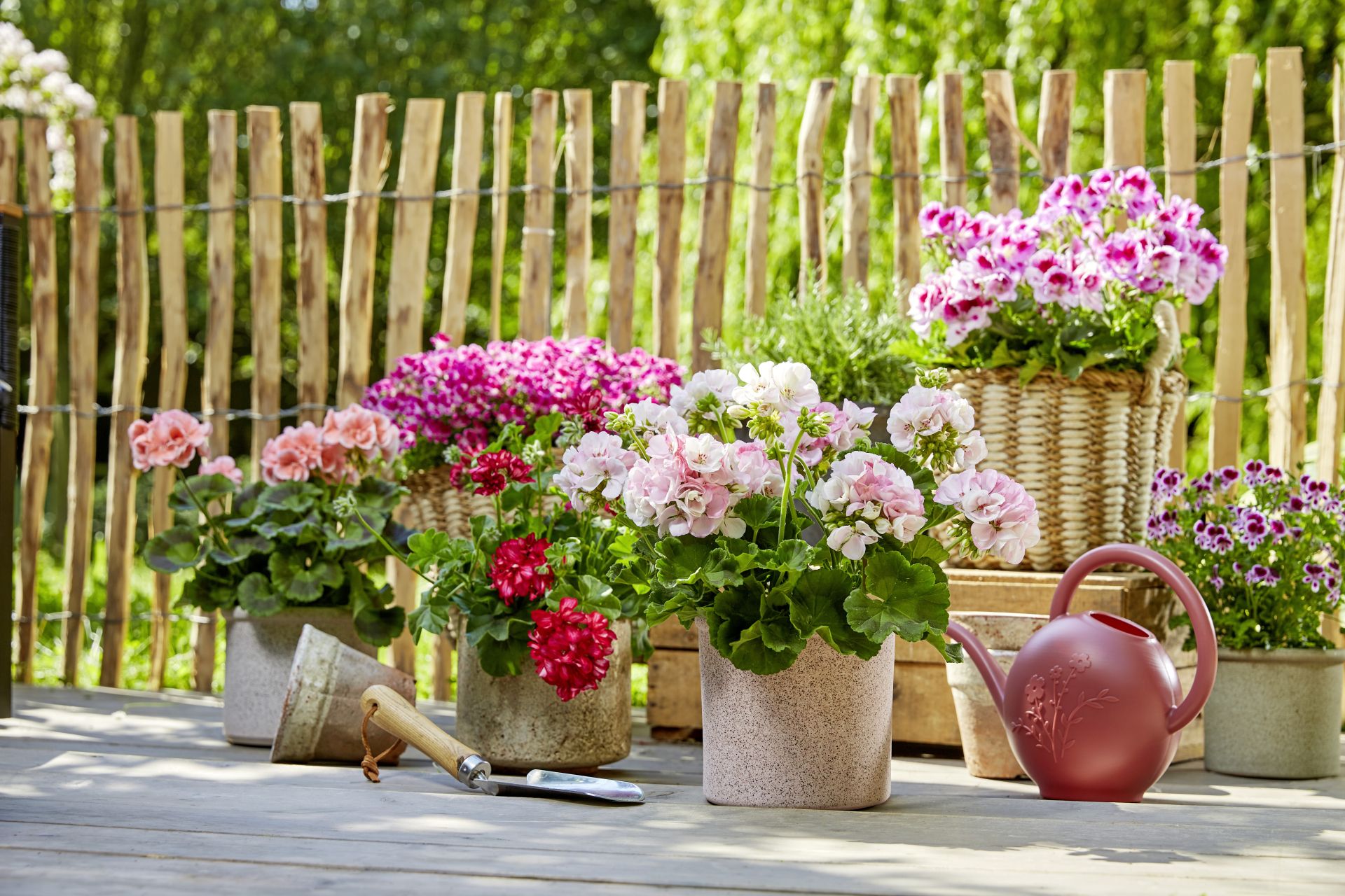 Geraniums in planters and terracotta pots lines up against a fence